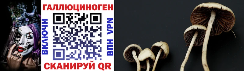 мега вход  Ногинск  Псилоцибиновые грибы Psilocybe  купить закладку 
